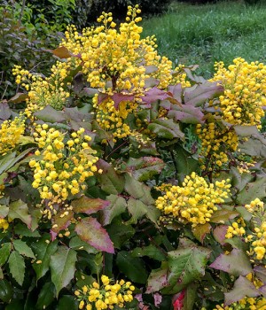 Mahonia aquifolium: la uva de Oregon