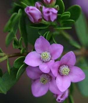 Boronia crenulata: cultivo y cuidados del arbusto