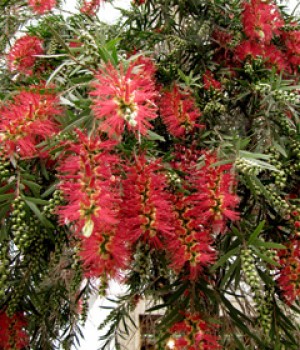 Callistemon citrinus: el limpiatubos en el jardin