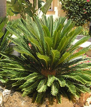 Cycas revoluta: cuidados de la cica y su toxicidad