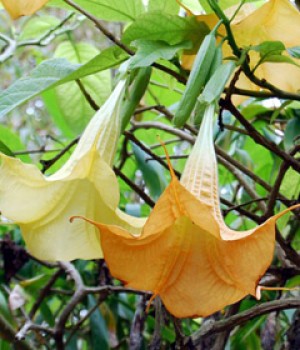 Datura: la trompeta que mira al cielo, y su peligro