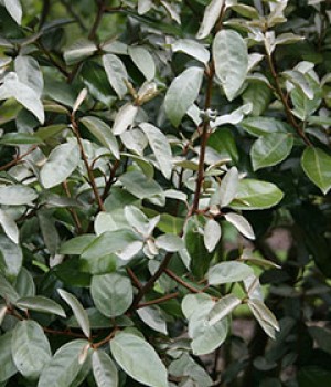 Elaeagnus x ebbingei: el mejor seto perenne de costa