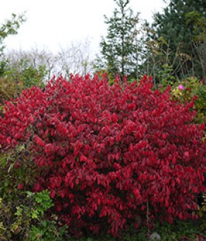 Euonymus alatus: el bonetero alado y su otono rojo