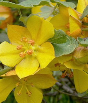 Fremontodendron californicum: flor amarilla sin riego