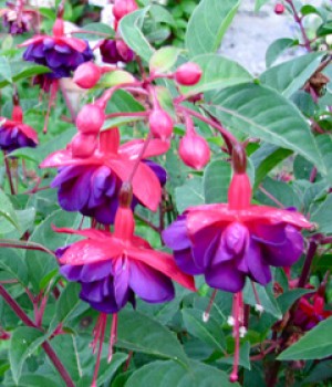 Fuchsia x hybrida: cuidados de la fucsia de jardin