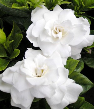 Gardenia jasminoides: cuidados y problema de la cal