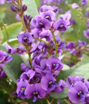 Hardenbergia: la trepadora violeta de fin de invierno