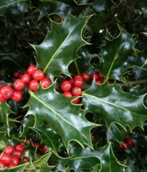 Ilex aquifolium: el acebo en el jardín