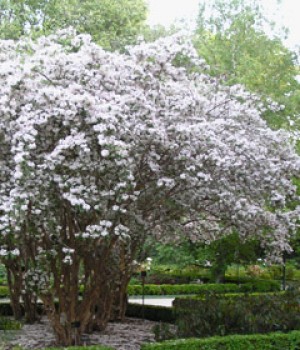 Kolkwitzia amabilis: cultivo y poda del arbusto