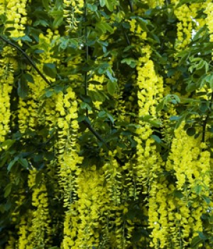 Laburnum x watereri: la lluvia de oro