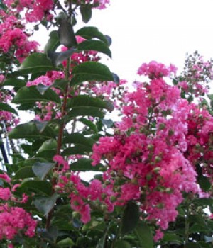 Lagerstroemia indica: el árbol de Júpiter
