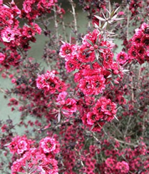 Leptospermum scoparium: cultivo del manuka