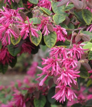 Loropetalum rubrum: follaje púrpura y flor rosa