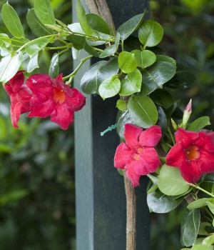 Mandevilla sanderi: la dipladenia paso a paso