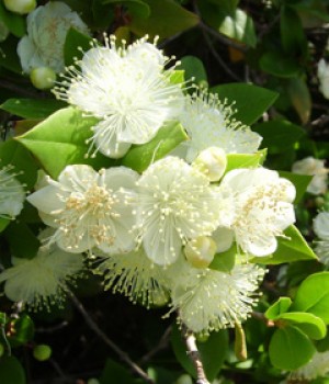 Myrtus communis: el mirto o arrayán
