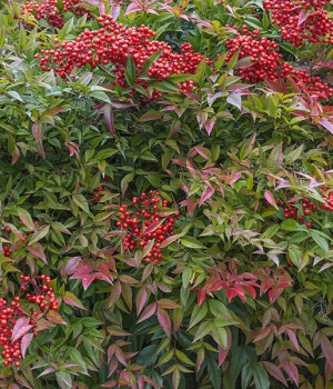 Nandina domestica: el falso bambú sagrado