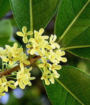 Osmanthus fragrans: el arbusto del perfume