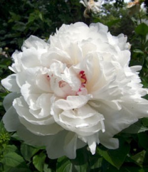 Paeonia lactiflora: la peonía china en el jardín