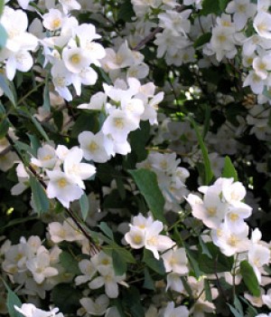 Philadelphus coronarius: la celinda perfumada