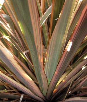 Phormium: el lino de Nueva Zelanda en el jardín