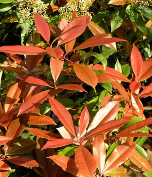 Photinia Red Robin: el seto de brotes rojos