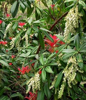 Pieris japonica y Pieris formosa: cultivo y cuidados