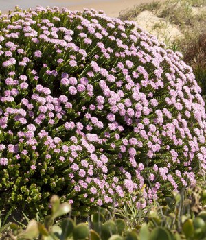 Pimelea ferruginea: cultivo del arbusto rosa