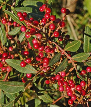 Pistacia lentiscus: el lentisco en el jardín seco
