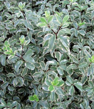 Pittosporum tenuifolium: setos de hoja fina