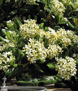 Pittosporum tobira: el azahar de China en setos