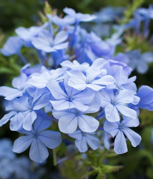 Plumbago auriculata: el jazmín azul del jardín
