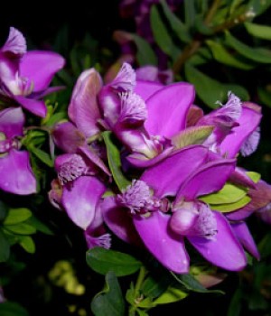 Polygala myrtifolia: cultivo y aviso por Xylella
