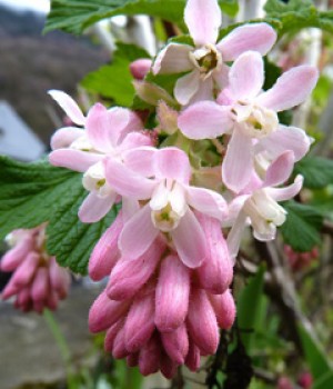 Ribes sanguineum: el grosellero de flor