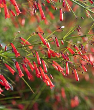 Russelia equisetiformis: las lágrimas de amor