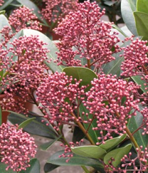 Skimmia japonica: cultivo, bayas y cuidados