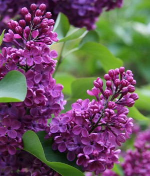 Syringa x chinensis: la lila de Rouen en el jardin