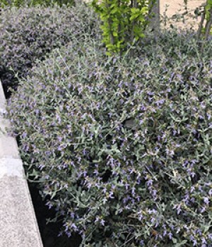 Teucrium fruticans: la olivilla para setos y sequia