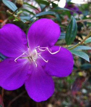 Tibouchina urvilleana: la flor de arana violeta
