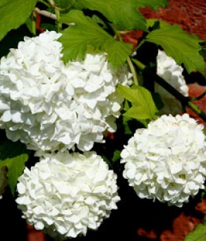 Viburnum opulus: el mundillo o bola de nieve