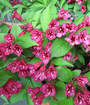 Weigela florida: floracion de primavera y poda
