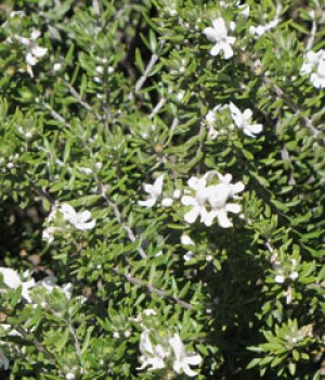 Westringia fruticosa: el romero australiano