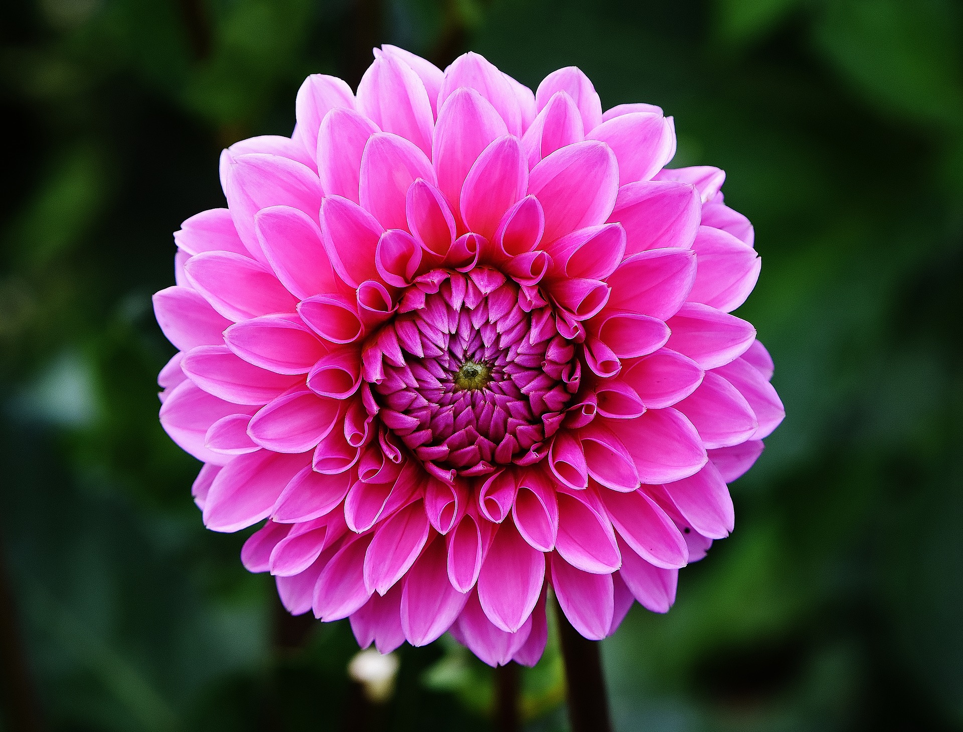 Dalias: cuando plantarlas, cuidados y grupos de flor