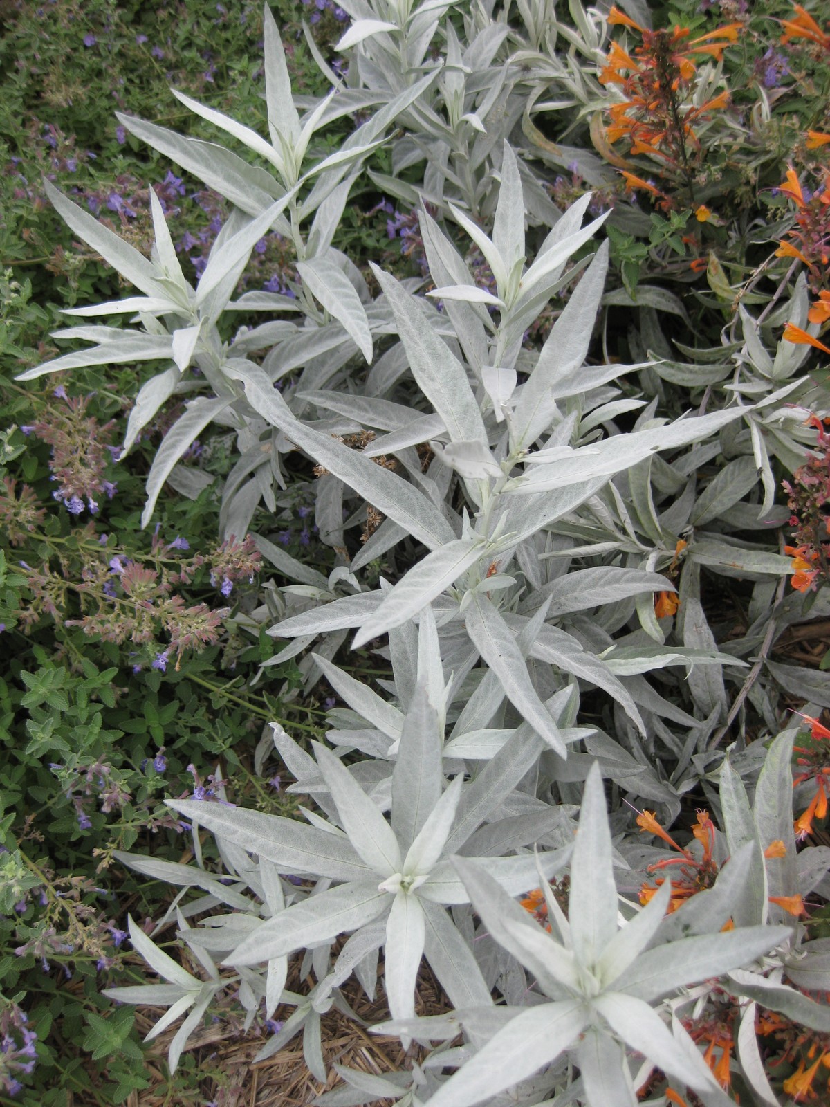Estafiate (Artemisia ludoviciana): cultivo, poda y usos