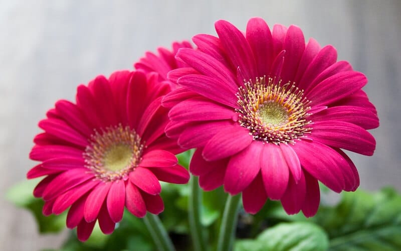 Gerbera: cuidados, riego y por que deja de florecer