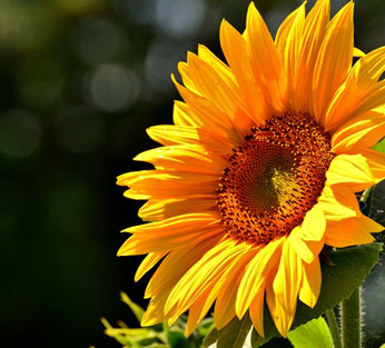 Girasol: cuando sembrarlo, cuidados y por que mira al este