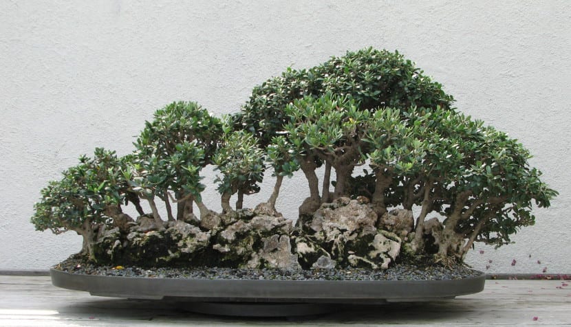 Olivo, Olea europaea