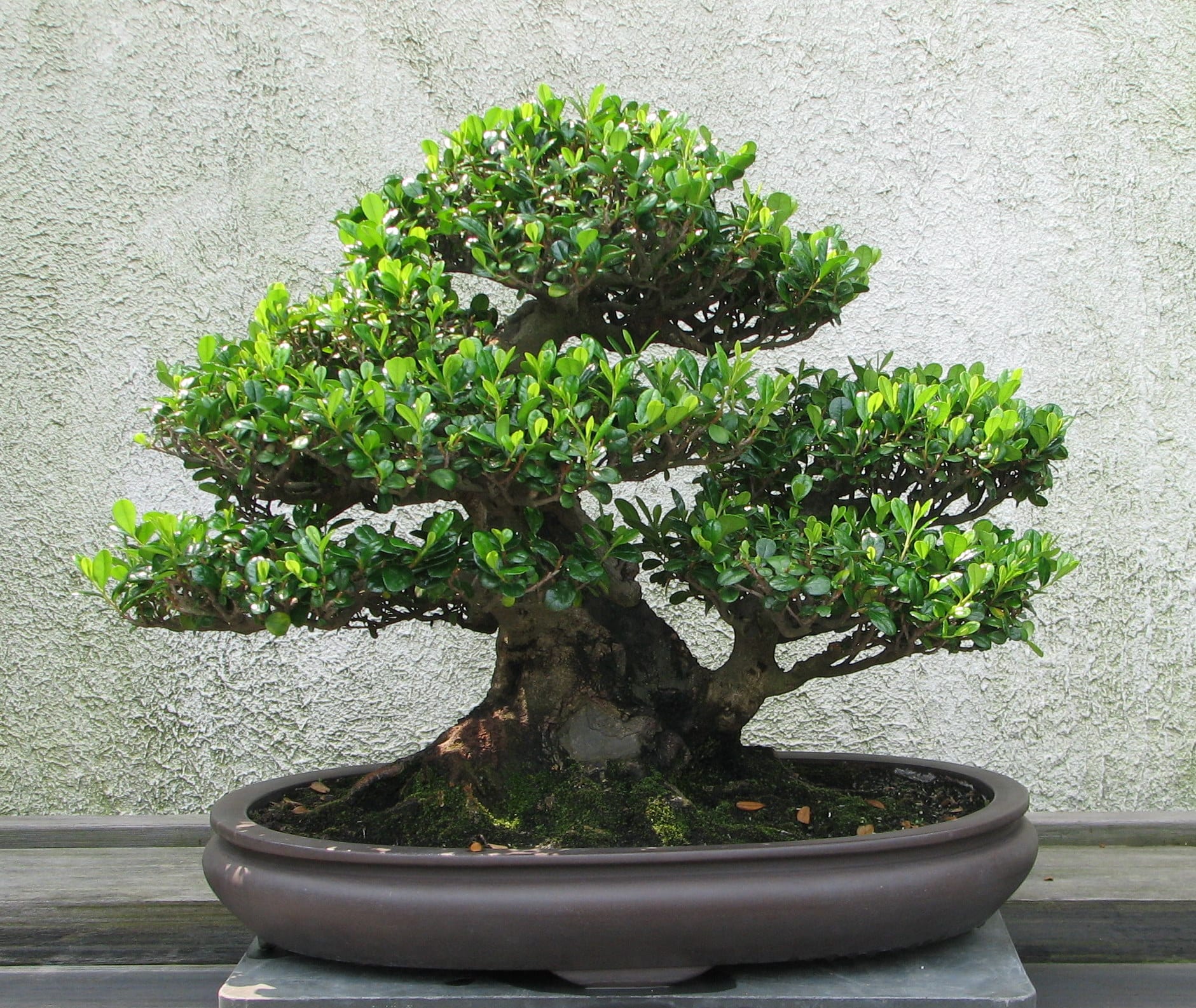 Cómo elegir el árbol adecuado para hacer bonsái