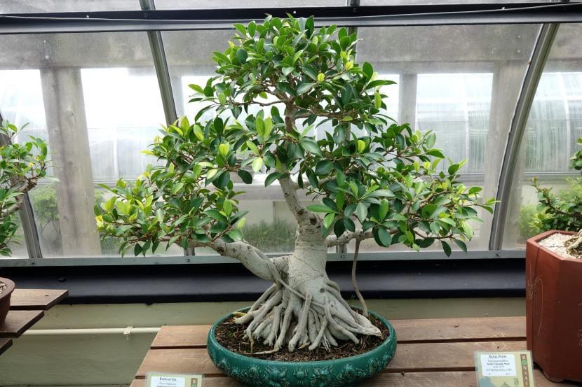 Bonsái de Ficus rubiginosa cultivado en interior