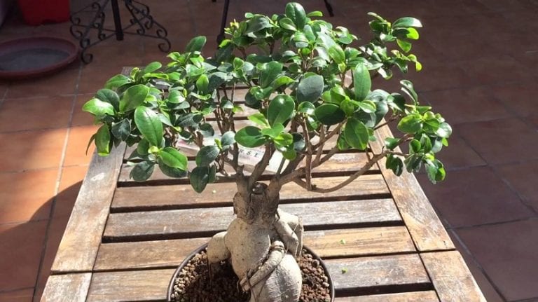 Bonsái de ficus en maceta con la copa ya ramificada