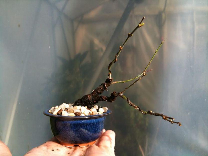 Bonsái mame de tamaño diminuto en maceta pequeña